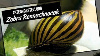 Die Zebra Rennschnecke - Artenvorstellung