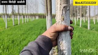 पॉपुलर 🌲 में कम दूरी रखने का नुकसान देख लो किसान भाई #popular🌲 video #trending #kheti #subscribe