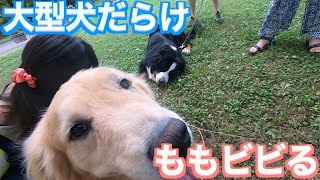 超大型犬に挨拶しようとがんばる、犬見知りの愛犬もも