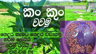 සුපිරියට කංකුන් නිවසේදිම වගා කරමු / How to grow kangkong / How to grow water spinach by api wawamu