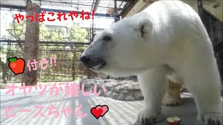 【しろくまピース】🍎付き!!オヤツが嬉しいピースちゃん♪　2022/7/20　とべ動物園