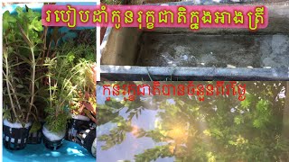 របៀបដាំកូនរុក្ខជាតិក្នុងអាងត្រី