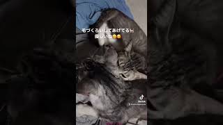 【猫】毛づくろいする猫ちゃん #猫 #動物 #shorts