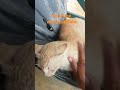 makhlukhalus penunggu motor#cat#viralvideo#catlover#kucingkampung#shortvideo#catshorts#kucing