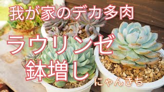 [多肉植物]我が家のデカ多肉ラウリンゼを鉢増してさらに大きく😊