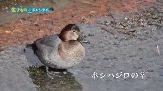 四日市の自然図鑑 ホシハジロ♀