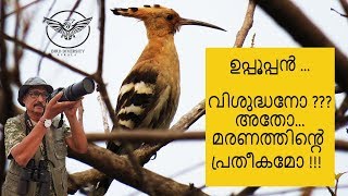 Hoopoe bird , or Eurasian Hoopoes (Upupa epops) :- Malayalam Uppooppan (ഉപ്പൂപ്പൻ )