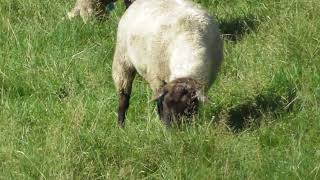 【白糠町】牧草を食べる羊 sheep