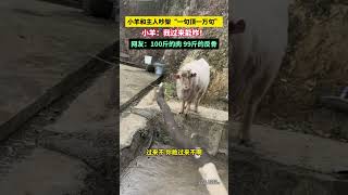 小羊和主人吵架“一句顶一万句”，小羊：我过来能咋！网友：100斤的肉，99斤的反骨