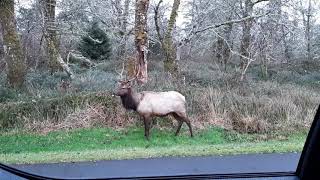 BFE (Big Friendly Elk)