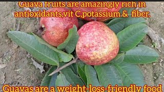 Weight Loss Friendly Fruit |Allahabad Surkha Guava | #viral #short #guava #viralshorts #treanding