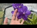 万代兰终于复花了，我的养护方法！vanda pakchong blue