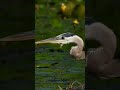 Green blue heron on the move like a sniper