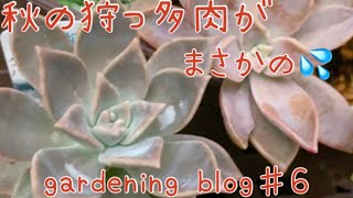 多肉植物　秋の狩っ多肉がまさかの！