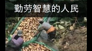 勤劳智慧的人民，挖藕用水路运输，长龙。Diligent and intelligent people, dig lotus root for water transportation