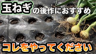 【玉ねぎ】の後作にこれを育てると1番効率がいい野菜！