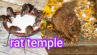 rat temple (templo de la rata) ఎలుకల గుడి ని చూసారా