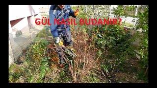 Gül Nasıl Budanır?