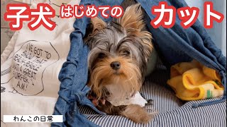 【可愛い】ついにパピーカット♡子犬はじめてのトリミング…が羨ましい先住犬わんこ笑！【極小ヨーキー】【多頭飼いの記録】【ワンコの日常】【ペットと夫婦の暮らし】【Yorkshire terrier】