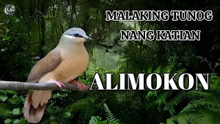 White Eared brown Call, Malaking Tunog nang Katian.