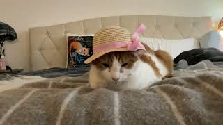 Look how cute my cat is wearing a cute summer hat!๐