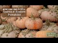 Sow Right Seeds | Galeux d'Eysines Pumpkin