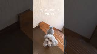 オーラを出してくる小さい犬に、あらがえない飼い主が、こちらです