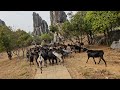 unique landschap stone forest in yunnan china travel landscape china drone