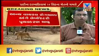 Gir Lion Dead Case: 2 બાળ સિંહ ને વાયરલ રોગ ન હોવા નું આવ્યું બહાર,3 સિંહ ને સામાન્ય ઈજા | Vtv News