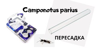 Пересадка муравьев Camponotus parius в ферму (дворец) Юниор. Переходник из пробирки на арену.