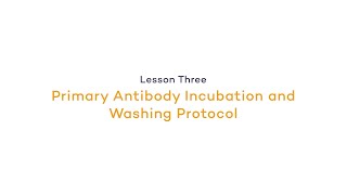 Primary Antibody Incubation and Washing Protocol | Fluorescence: Primary Antibody Incubation