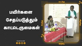 பயிர்களை  சேதப்படுத்தும் காட்டெருமைகள்