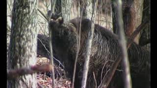 MONSTER 500 POUND WILD BOAR!!