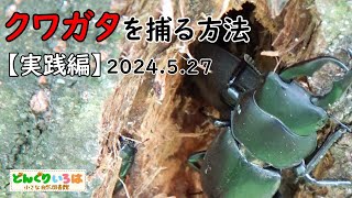 クワガタを捕る方法【実践編】2024年5月27日