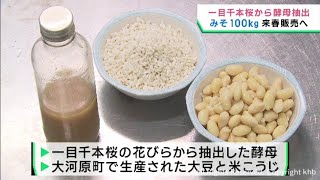 桜の名所一目千本桜の花びらでみそ作り　宮城・角田市