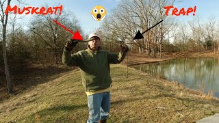 We have another Muskrat Problem!! |  How to remove Muskrat's from your pond!!