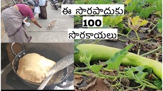 అమ్మతో ఓరోజు Vlog | టామీకి కూడా బెల్లం జిలేబీ పెడుతుంది | ఈ సొరపాదుకి 100 సొరకాయలు | అమ్మ ముగ్గులు