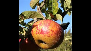 Freddy Menge talks about Organic Heirloom Apples on KSQD Santa Cruz