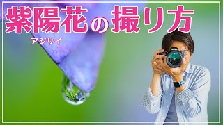 【初心者でも撮れる】マクロレンズで紫陽花の撮り方とコツ【D750＋タムロン90mmF2.8マクロ】