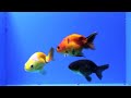 ranchu goldfish auction sale *t5