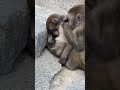 【高崎山】何されても起きません‼️子猿の決意🐵🤭 cutemonkey monkey monkeybaby cutemonkybaby shorts