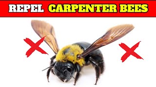 How to Get Rid of Carpenter Bees Quickly!!