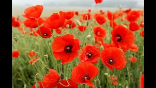 Saturday 1st November 2025 - Bridgend Poppy Appeal concert