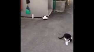 子猫クラブの3匹子ネコ