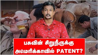 மாட்டு கோமியம் மருத்துவ குணங்கள் கொண்டதா? | Medicine in Cow Urine? | கோமியம் |  Vikatan Tv