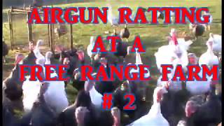 Airgun Ratting at a Free Range Farm #2