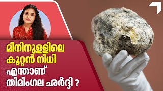 Ambergris | മീനിനുളളിലെ കൂറ്റൻ നിധി,​ തിമിംഗല ഛർദ്ദി എന്താണ്?