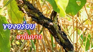 ของอร่อย หากินยาก / ตุ้มแพรว พาเพลิน EP.210