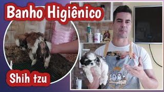 Banho higiênico em filhote de Shih tzu