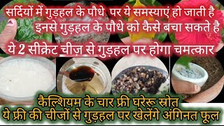 जनवरी में गुड़हल के पौधे में डाले ये सीक्रेट चीज़ ग्रोथ,दुगनी सैकड़ों फूल पीली पत्ती फंगस से छुटकारा